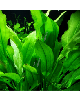 Echinodorus grisebachii  Tropica  In Vitro - Limited Edition